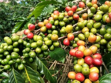 Arabica a robusta 