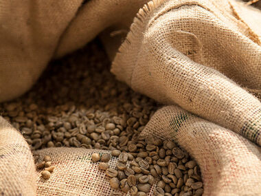 Odrůdy kávovníku arabica Odrůdy kávovníku arabica