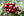 Typica Arabica
